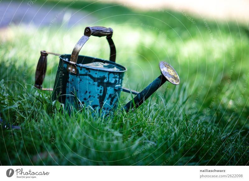 old watering can Plant Spring Summer Grass Foliage plant Garden Park Meadow Decoration Watering can Metal Old Authentic Natural Blue Green Turquoise