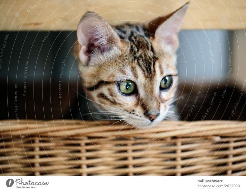Bengal cat in basket Lifestyle Living or residing Animal Pet Cat bengal cat 1 Baby animal Basket wicker basket Wood Observe Relaxation Lie Wait Brash