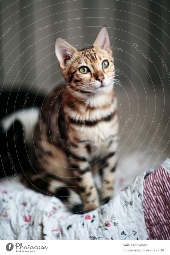 bengal cat Lifestyle Animal Cat 1 Baby animal Blanket Bed Observe Discover Relaxation Looking Sit Brash Happiness Funny Curiosity Cute Soft Moody Anticipation