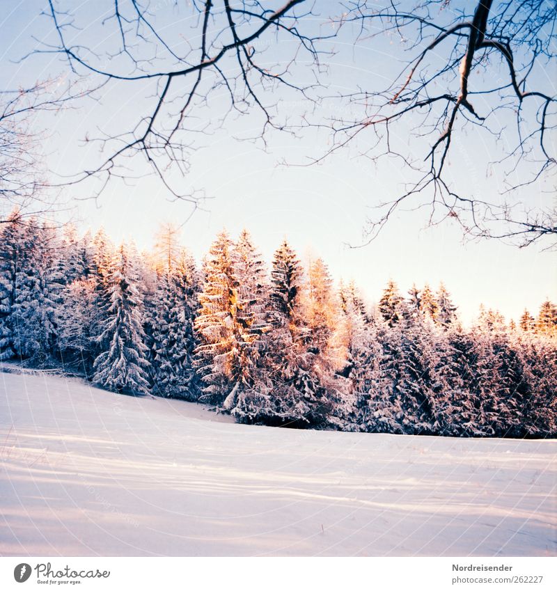 Late winter t III Senses Calm Winter Snow Winter vacation Christmas & Advent New Year's Eve Landscape Plant Cloudless sky Sun Climate Beautiful weather Field