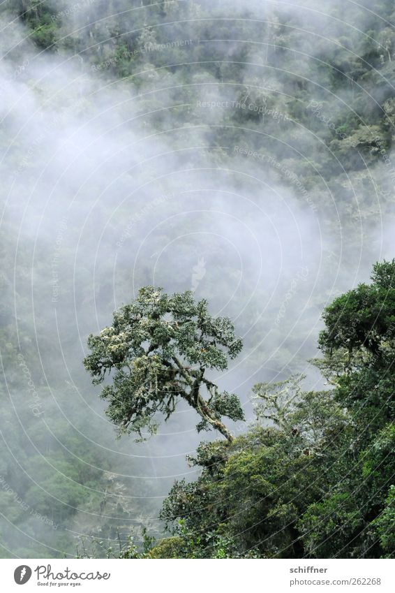 tree-top... Environment Nature Landscape Plant Clouds Tree Foliage plant Exotic Forest Virgin forest Mountain Green Cloud forest Undergrowth Treetop Fog