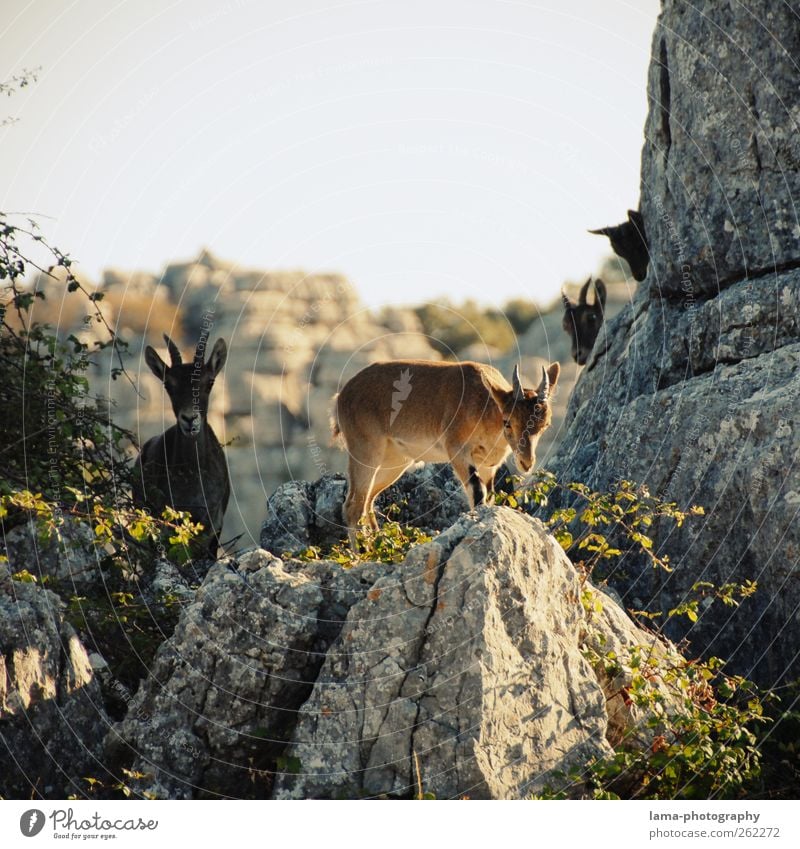 Los cabritillos [XX] Trip Adventure Expedition Nature Animal Rock Mountain National Park El Torcal de Antequera Andalucia Spain Wild animal Capricorn Billy goat