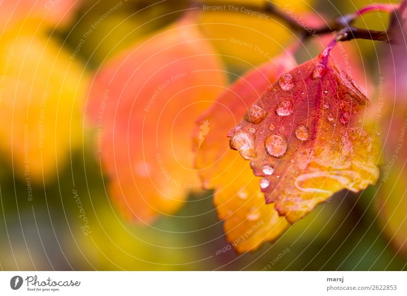 Rain can be so beautiful Life Nature Drops of water Autumn Bad weather Leaf Autumn leaves Illuminate Exceptional Success Wet Natural Yellow Orange Red Power