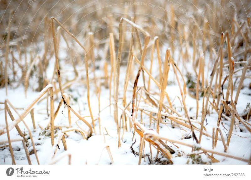 Snow in the cornfield Nature Winter Climate Ice Frost Wild plant Straw Cornfield Stubble field Field Deserted Cold Gloomy Dry Brown Yellow White Emotions Moody