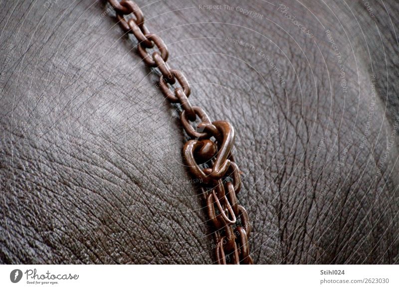 Chain on elephant #100 Animal Farm animal Elephant Elephant skin Chain link Checkmark Safety hook Metal Gigantic Glittering Muscular Strong Brown Gray Bravery