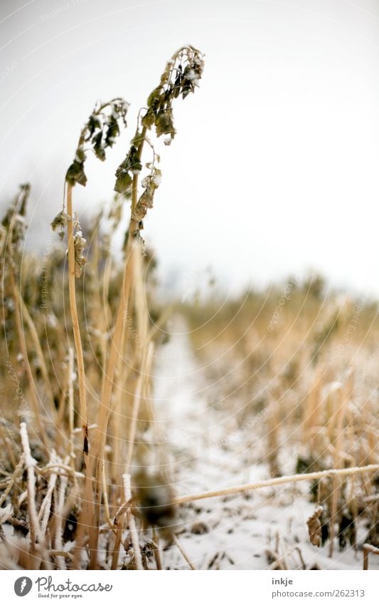 A way into the cornfield Environment Nature Landscape Plant Sky Winter Climate Ice Frost Snow Grass Agricultural crop Wild plant Straw Field Footpath Deserted