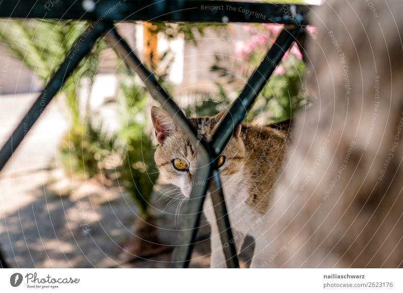 street cat Vacation & Travel Trip Summer Nature Beautiful weather Plant Tree Garden Island Animal Pet Cat Animal face 1 Fence Metal Observe Discover Looking