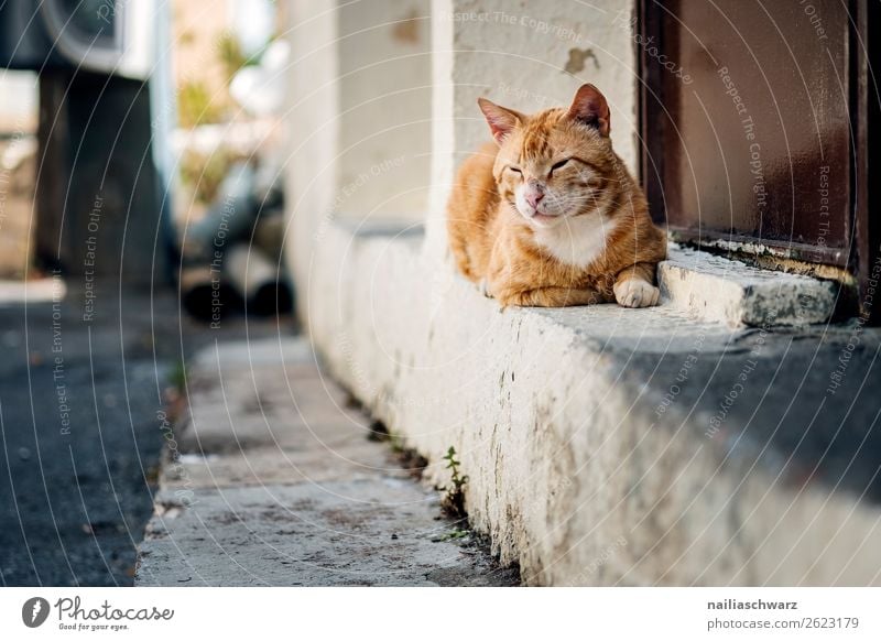 street cat Vacation & Travel Tourism Summer Crete Greece Village Deserted Wall (barrier) Wall (building) Animal Pet Cat 1 Observe Relaxation To enjoy Crouch Lie