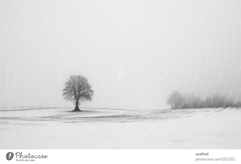 fade to grey Nature Landscape Plant Earth Sky Winter Weather Fog Ice Frost Snow Tree Field Gray Black White Loneliness Uniqueness Exterior shot Deserted