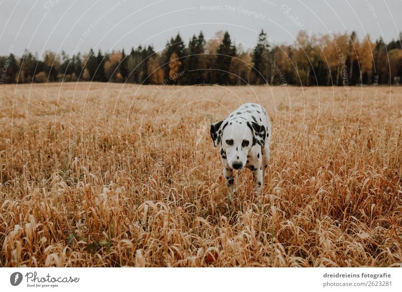 Dog Dalmatian runs through cornfield Grain field Colour photo Loyalty sniff search Joie de vivre (Vitality) Love of nature Cornfield Walking Idyll Expectation