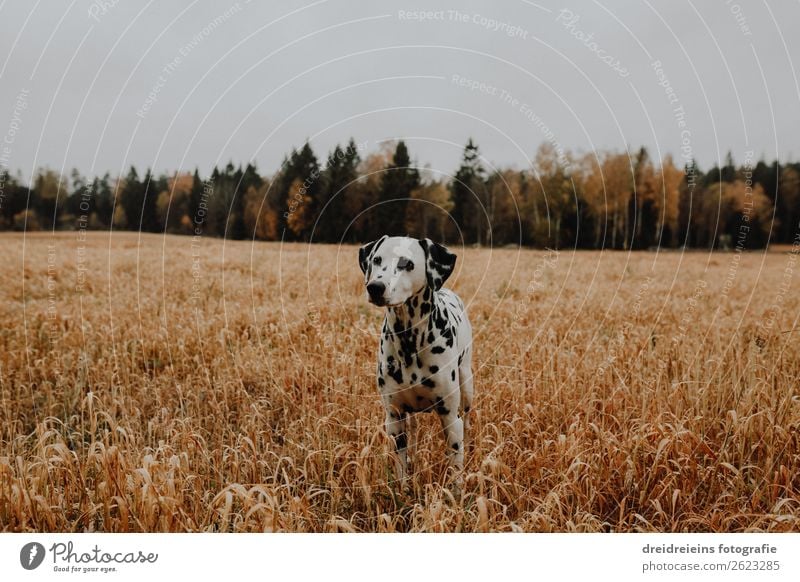 Dog Dalmatian stands in cornfield Central perspective Day Colour photo Loyalty Love of nature Agriculture Cornfield Grain field Idyll Expectation Contentment