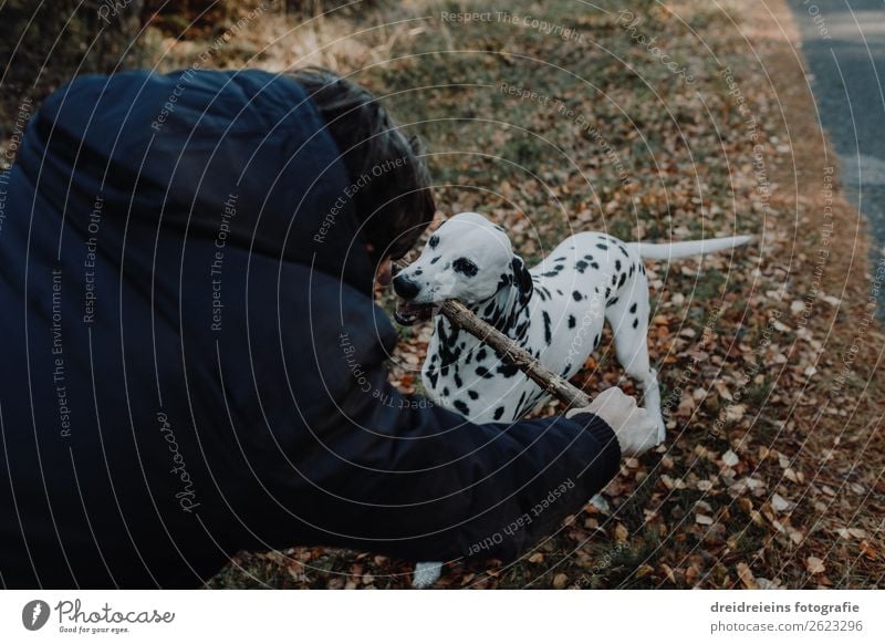Dog Dalmatian stands in cornfield Joie de vivre (Vitality) play stick Central perspective Day Effortless fortunate Loyalty Dog and master Love of nature
