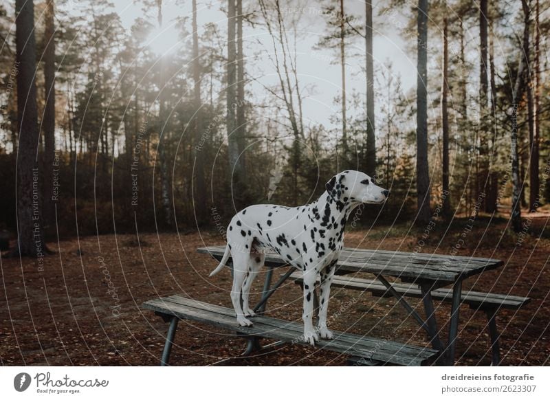 Dalmatian dog standing on a park bench back light in the woods Environment Nature Sunrise Sunset Sunlight Spring Summer Autumn Beautiful weather Forest Animal