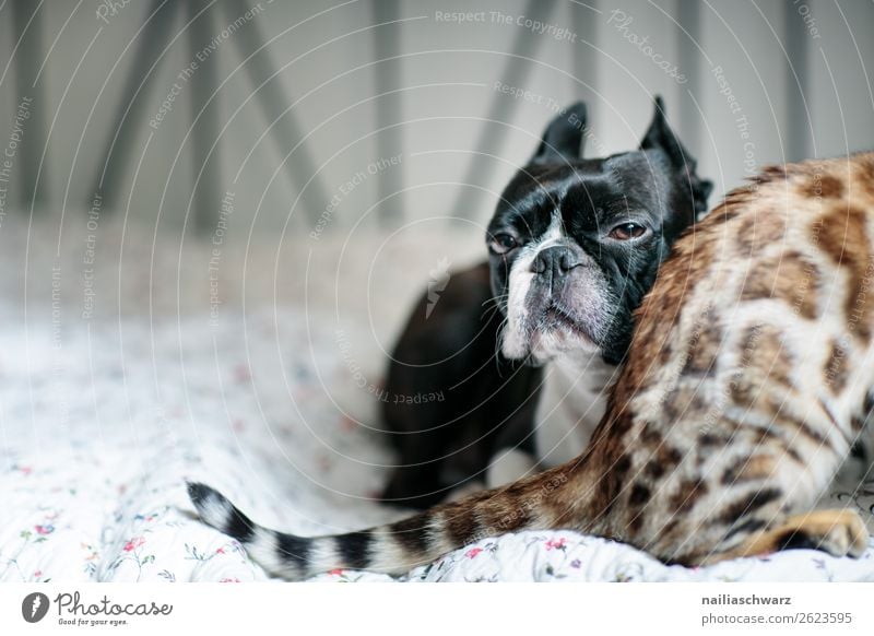 Cat & Dog Animal Pet Animal face boston terrier bengal cat 2 Ceiling Bed Observe Relaxation Lie Looking Sadness Wait Brash Funny Curiosity Cute Warmth Moody