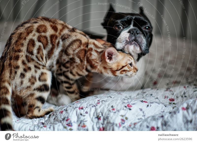 Dog&cat Animal Pet Cat bengal cat boston terrier 2 Bed Blanket Observe Relaxation To enjoy Communicate Lie Looking Sleep Playing Embrace Exceptional Brash