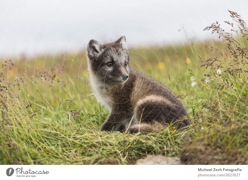 Close up of a young playful arctic fox cub in summer on iceland Beautiful Summer Baby Nature Animal Grass Meadow Fur coat Baby animal Small Cute Wild Blue Brown
