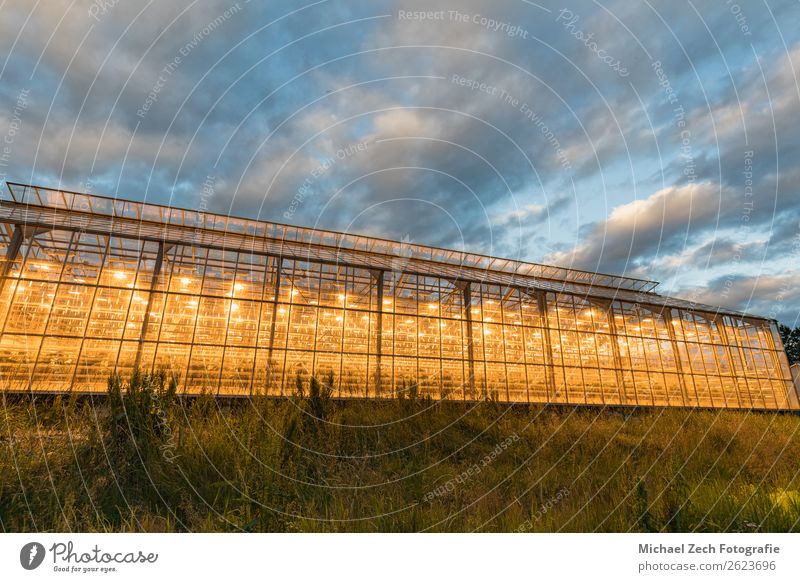 shining greenhouse from side, geothermal heated iceland Vegetable Fruit House (Residential Structure) Garden Culture Nature Plant Sky Clouds Warmth Flower