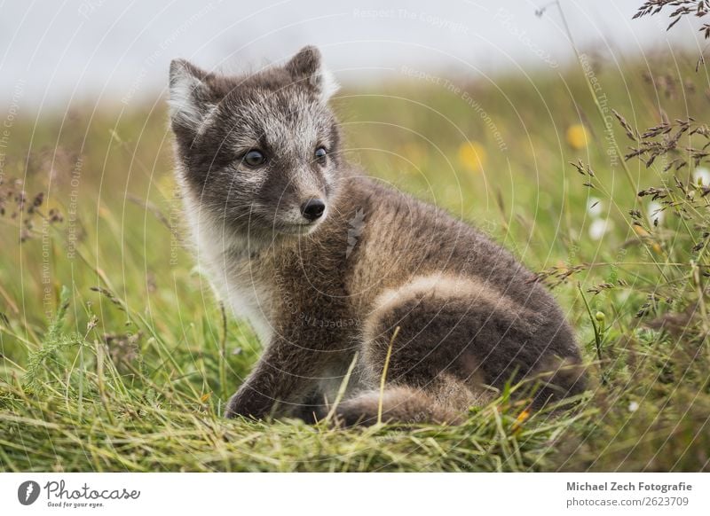Close up of a young playful arctic fox cub in summer Beautiful Summer Baby Nature Animal Grass Meadow Fur coat Baby animal Small Cute Wild Blue Brown Green