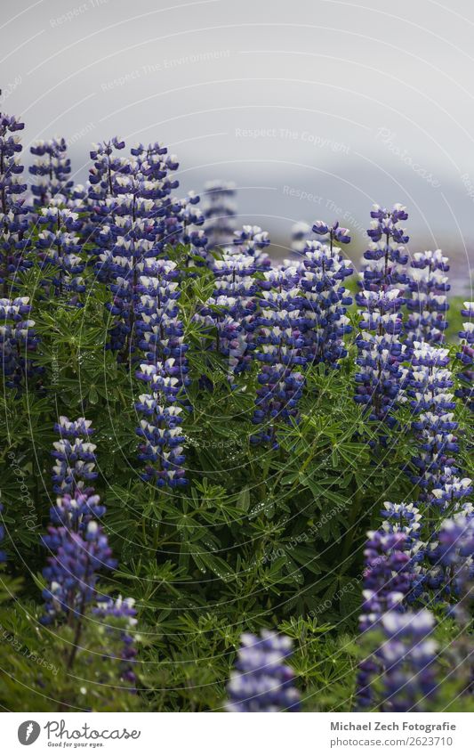 Close up of a lupine flower field on iceland in summer Beautiful Vacation & Travel Tourism Adventure Summer Ocean Mountain Environment Nature Landscape Sky