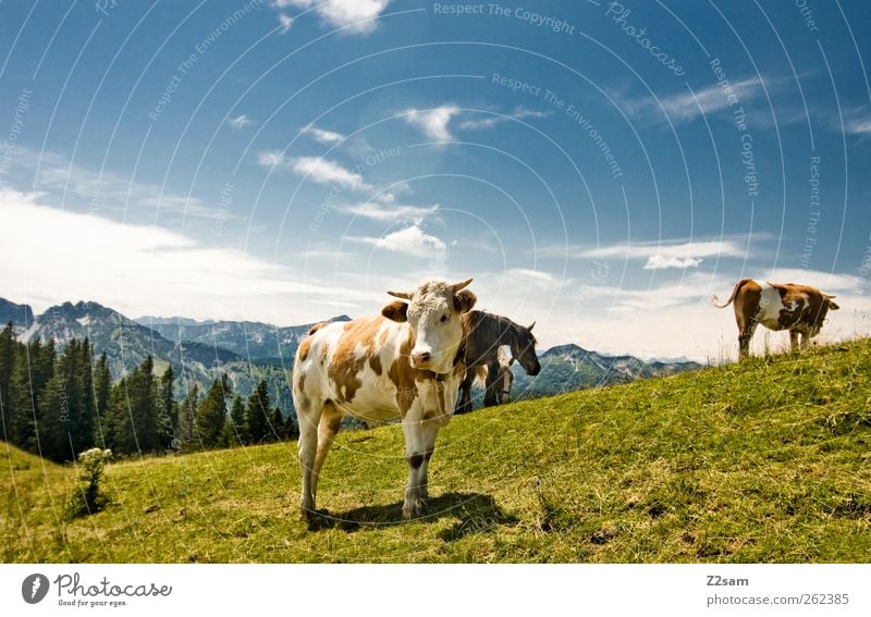 What is´n? Mountain Environment Nature Landscape Sky Clouds Summer Meadow Alps Peak Cow 3 Animal Looking Stand Esthetic Natural Bavaria Colour photo