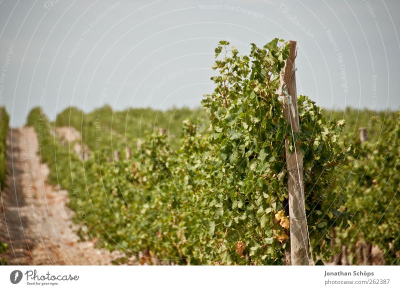 The vineyard V Relaxation Calm Far-off places Summer Summer vacation Environment Nature Landscape Plant Beautiful weather Leaf Agricultural crop Vine Extend
