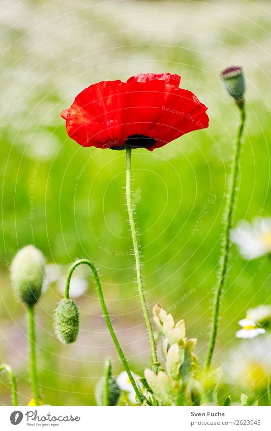 Poppy flower and poppy blossoms between flowers Summer Garden Nature Plant Spring Flower Grass Leaf Blossom Meadow Love Large Bright Small Green Red