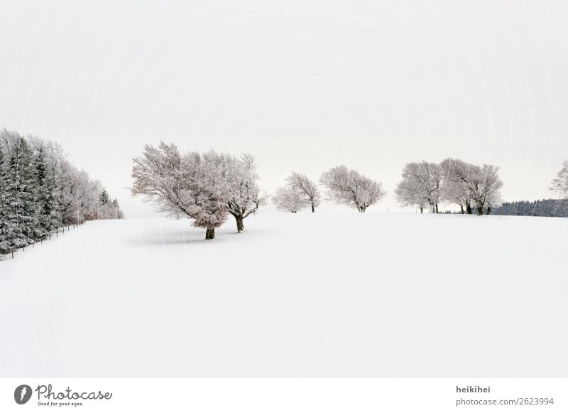Snow-covered windbeech on Schauinsland Vacation & Travel Tourism Trip Adventure Far-off places Freedom Winter Winter vacation Mountain Hiking Nature Landscape