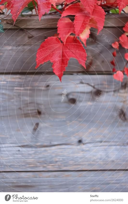 Red vine leaves red grape leaves red leaves Autumnal colours Wooden wall Wooden board Woody weathered wood Weathered text area Texture of wood Sense of Autumn