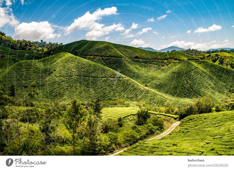 tea with view Vacation & Travel Tourism Trip Adventure Far-off places Freedom Nature Landscape Sky Clouds Plant Tree Leaf Agricultural crop Tea plants