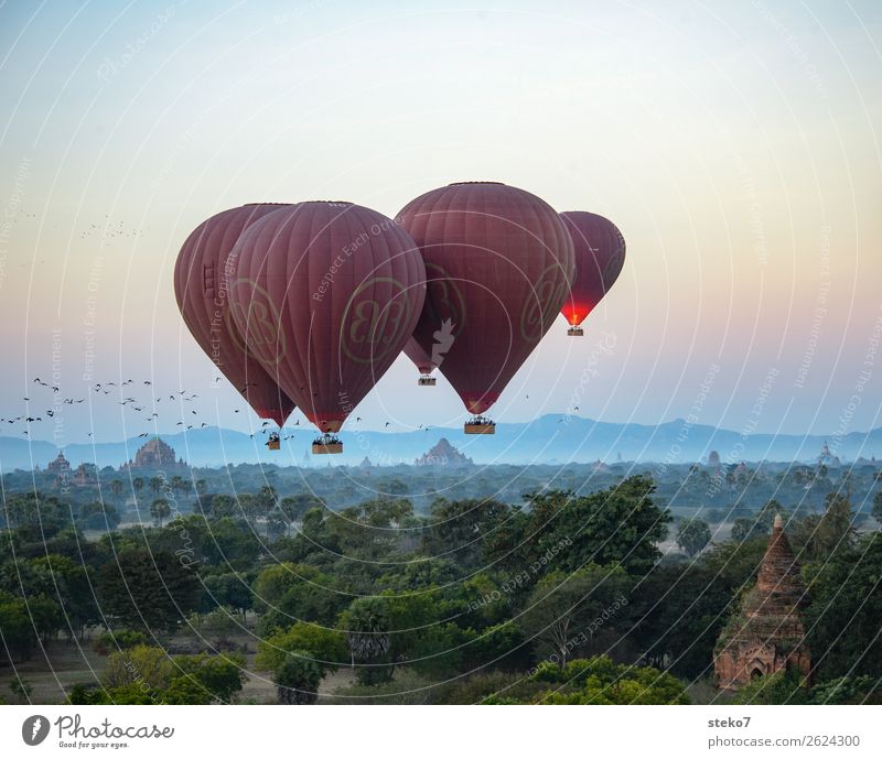 Birds and hot air balloons above Bagan Tourist Attraction Landmark Hot Air Balloon Driving Flying Exotic Vacation & Travel Tourism Dream Hover Flock of birds