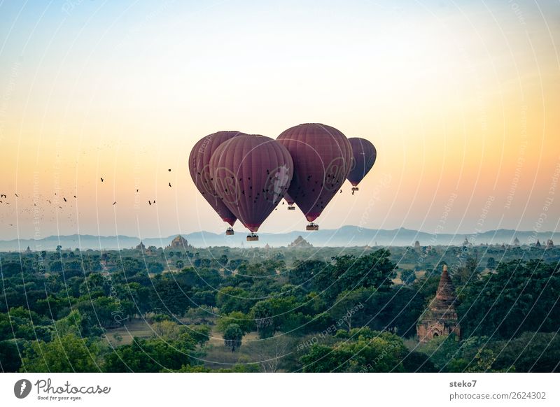 Birds versus balloons over Bagan Tourism Trip Adventure Freedom Sightseeing Myanmar Manmade structures Tourist Attraction Hot Air Balloon Driving Flying Horizon