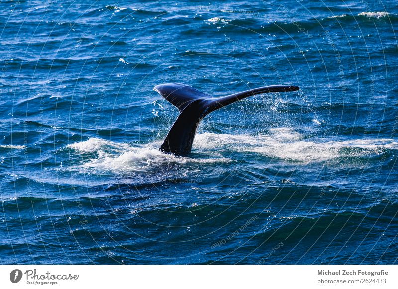 Humpback whale blowing out air getting ready to dive Beautiful Life Ocean Mother Adults Animal Fog Watercraft Breathe Observe Feeding Blue Whale humpback Blow