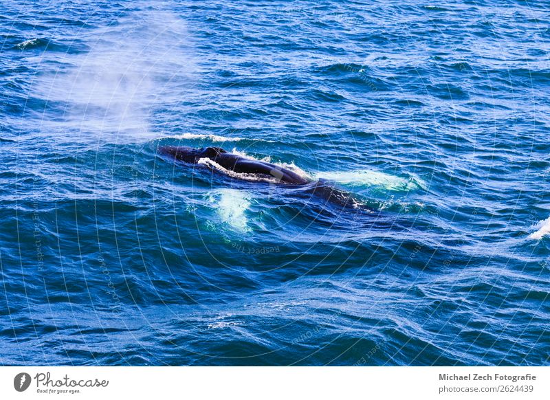 Humpback whale blowing out air getting ready to dive Beautiful Life Ocean Mother Adults Animal Fog Watercraft Breathe Observe Feeding Blue Whale humpback Blow