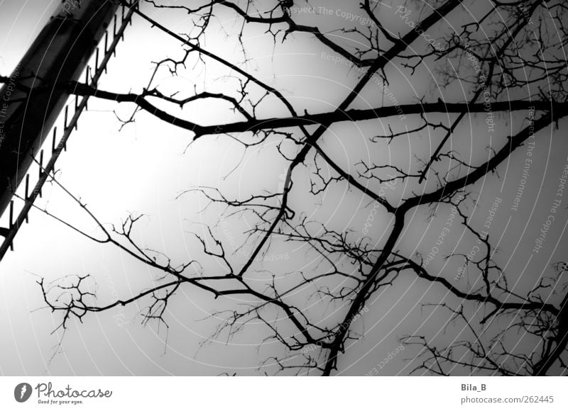 branches Nature Plant Tree Growth Dark Gray Black White Branch Twigs and branches Metalware Floodlight Ladder Light Black & white photo Exterior shot Night