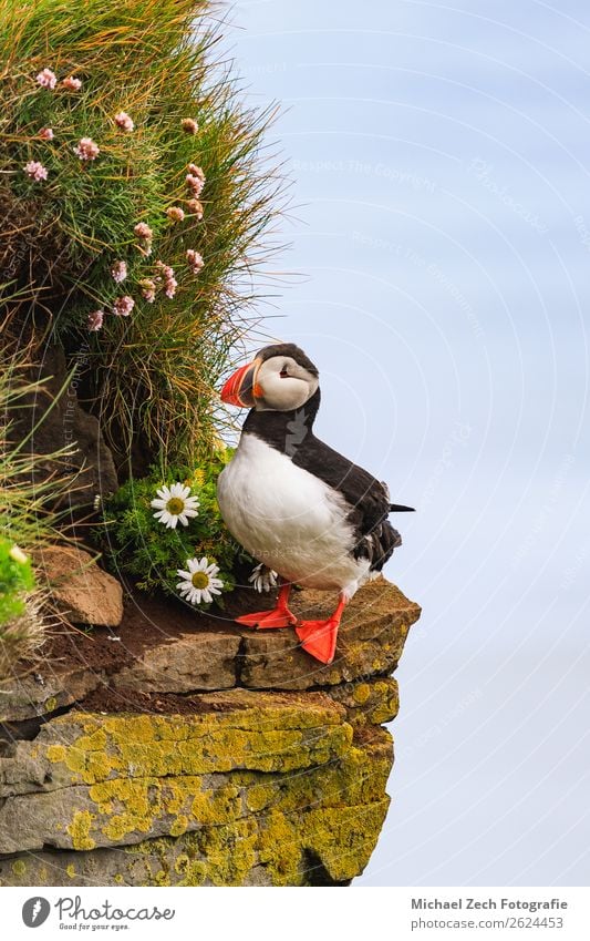 Puffin with Leucanthemum on the cliffs in Iceland Beautiful Vacation & Travel Tourism Summer Ocean Island Nature Animal Grass Rock Bird Stone Stand Small Cute