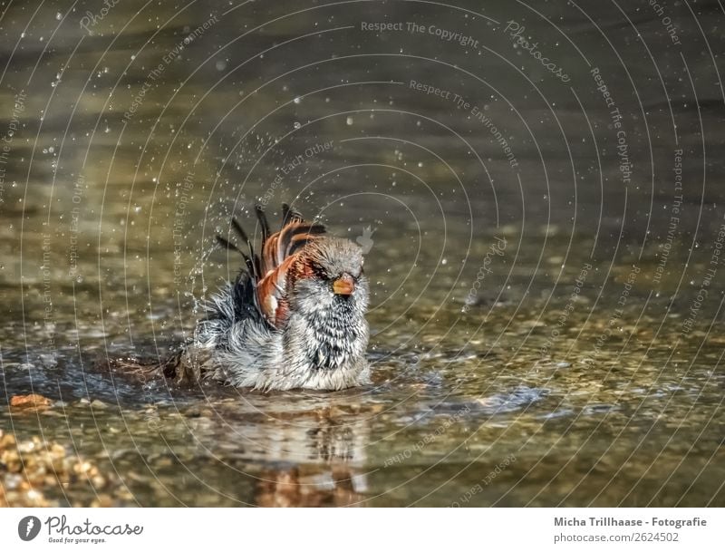 Bathing sparrow in a brook Wellness Swimming & Bathing Nature Animal Water Drops of water Beautiful weather Brook Bird Animal face Wing Sparrow Passerine bird
