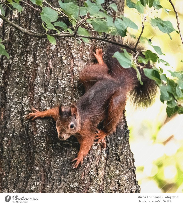 Squirrel hanging on tree trunk Nature Animal Sunlight Beautiful weather Tree Leaf Tree trunk Forest Animal face Pelt Claw Paw Tails Ear Eyes 1 Observe Hang