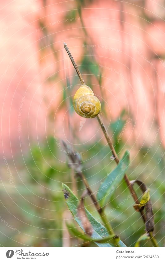 Persist; a yellow snail shell against pink background Nature Plant Animal Autumn Flower Leaf Marguerite Garden Crumpet 1 Snail shell Hang Simple pretty Yellow