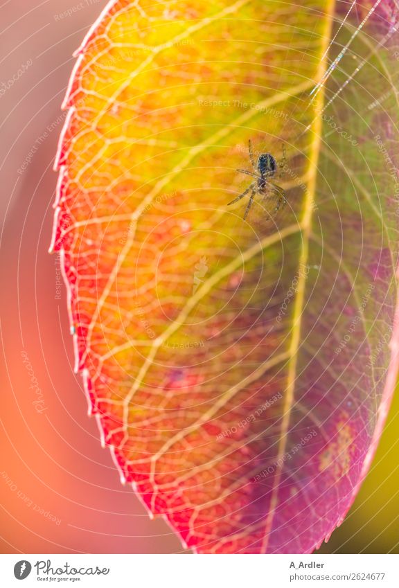 spider in the web Nature Plant Sunlight Leaf Garden Spider 1 Animal Beautiful Multicoloured Yellow Green Violet Pink Red Botany Spider's web Color gradient
