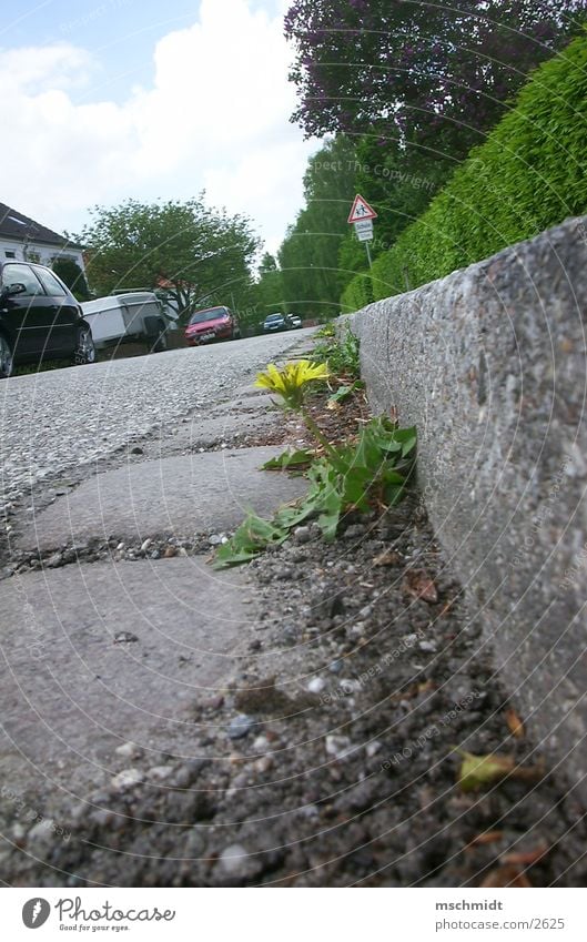 mauerBLÜMCHEN Flower Asphalt Gutter Human being Street Lanes & trails