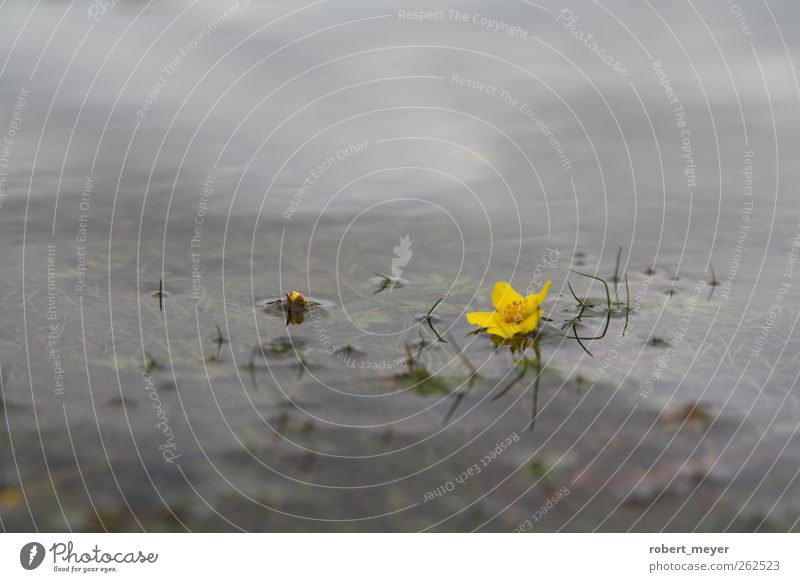 submerged Plant Water Autumn Blossom Wild plant Meadow Lakeside Bog Marsh To enjoy Lie Dream Sadness Cold Yellow Serene Calm Idyll Power Colour photo