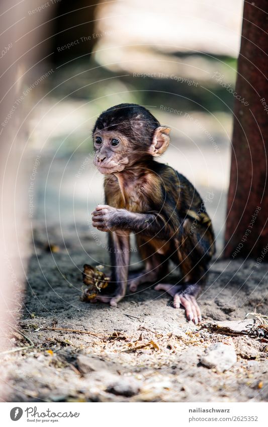 baby monkey Animal Summer Garden Park Wild animal Zoo rhesus monkey macaque Monkeys 1 Baby animal Observe Looking Playing Happiness Natural Curiosity Cute Joy