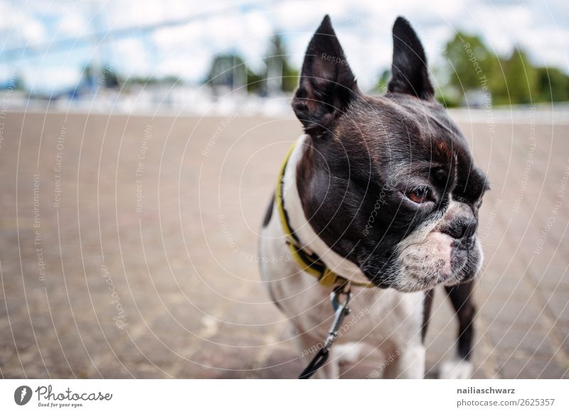 trip Vacation & Travel Tourism Trip Village Small Town Port City Street Animal Pet Dog Animal face boston terrier French Bulldog 1 Stone Discover Looking Stand