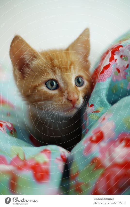 tilda Animal Pet Cat 1 Baby animal Playing Love of animals Dedication Help Curiosity Kitten putty ginger Red Bedclothes Blue Pink Eyes Colour photo