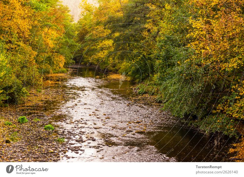 At the river Nature Landscape Plant Water Autumn Forest Waves River Multicoloured Yellow Green Orange Red Bad Blankenburg river landscape county