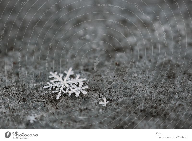 the last flakes Nature Winter Ice Frost Snow Metal Cold Gray White Snowflake Star (Symbol) Ice crystal Colour photo Subdued colour Exterior shot Close-up Detail
