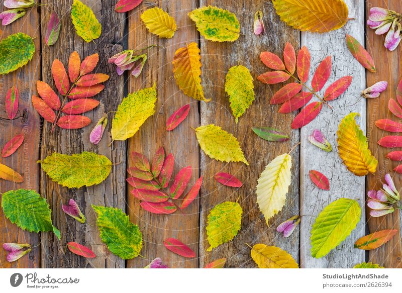 Colorful autumn leaves on rustic wood background Design Beautiful Leisure and hobbies Garden Gardening Agriculture Forestry Art Work of art Environment Nature