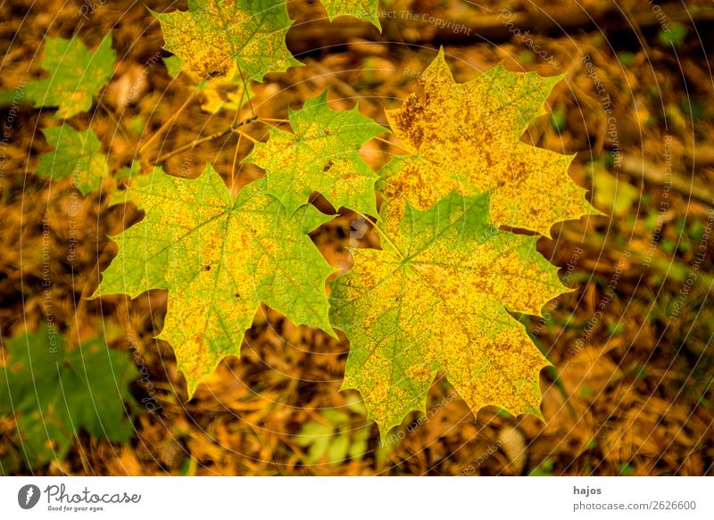 maple leaf in autumn colours Design Nature Tree Soft Brown Multicoloured Yellow Maple leaf variegated colored Autumnal Green Season Maple tree Colour photo