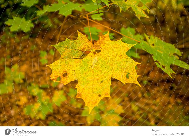 maple leaf in autumn colours Design Nature Tree Soft Yellow Maple tree Maple leaf discoloured Autumnal variegated Season Colour photo Exterior shot