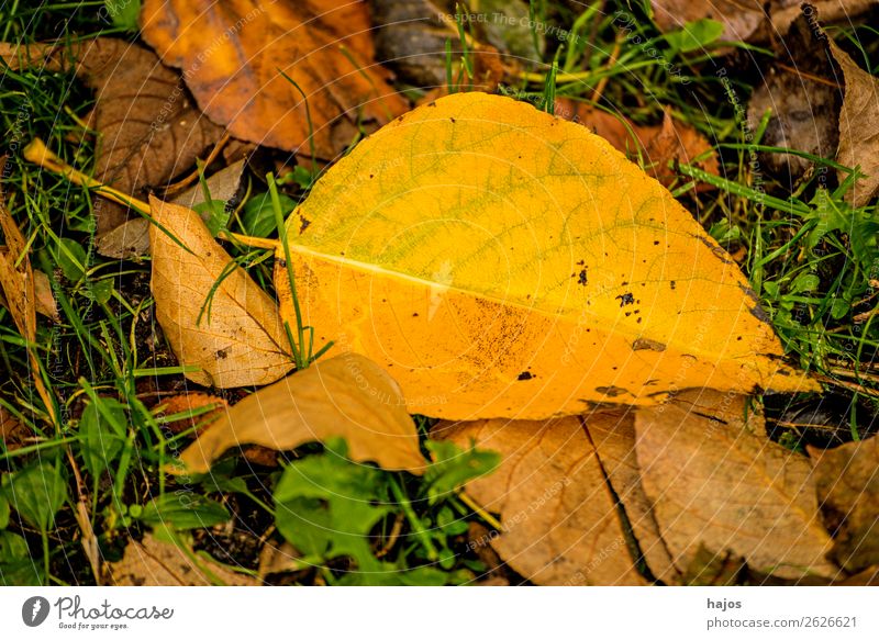 discoloured lime leaf Environment Nature Tree Beautiful Yellow Idyll Leaf Lime tree Autumnal Fallen Season Ground heartlinde Colour photo Exterior shot Deserted